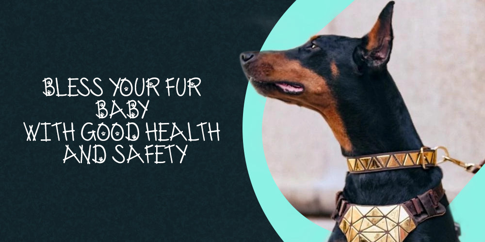 Best Products To Keep Your Pet Healthy and Safe